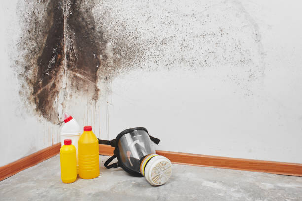 Trusted Gordonsville, VA Mold Remediation Experts