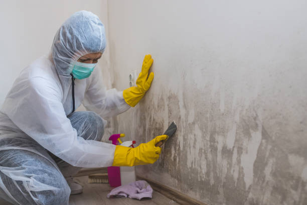 Best White Mold Remediation in Gordonsville, VA