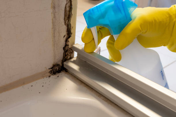 Best HVAC Mold Remediation in Gordonsville, VA