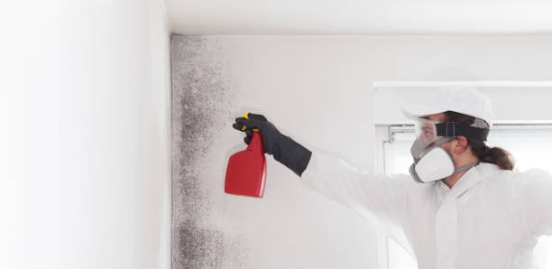 Best Emergency Mold Remediation in Gordonsville, VA