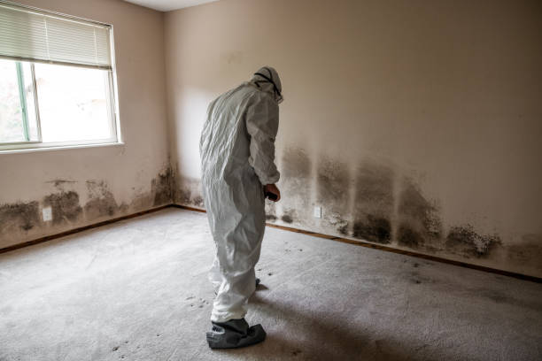 Best Residential Mold Remediation in Gordonsville, VA