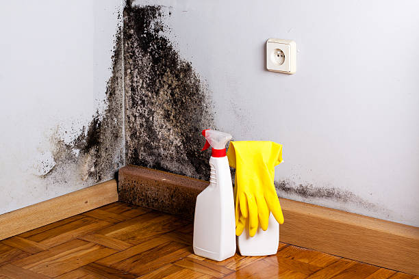 Best Preventive Mold Services in Gordonsville, VA