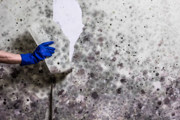 Best Commercial Mold Remediation in Gordonsville, VA
