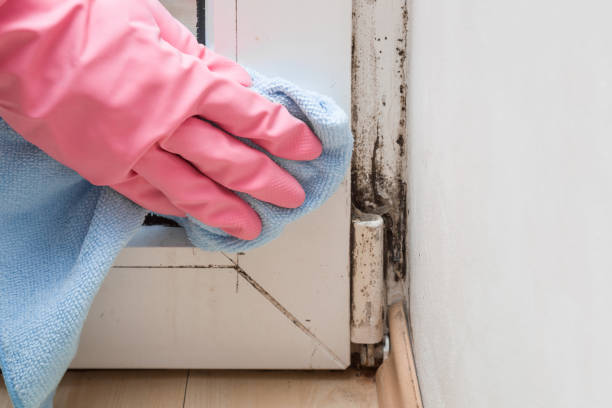 Best Black Mold Remediation in Gordonsville, VA